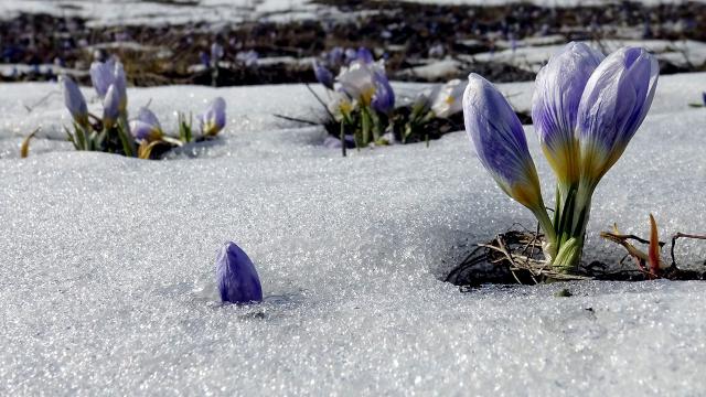 Karların arasından bahar çıktı