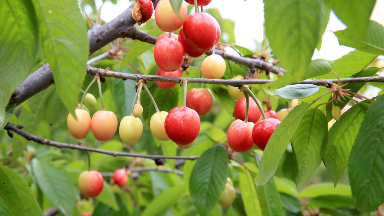 Manisa'da yılın ilk kiraz hasadı yapıldı