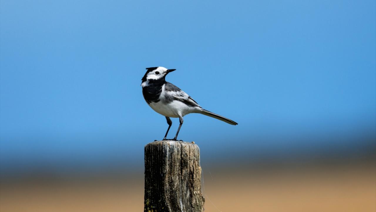 Kızılırmak Deltası’nın kanatlı sakinleri