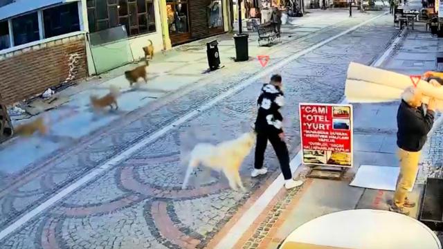 Başıboş köpek saldırdı, 19 yaşındaki genç yaralandı