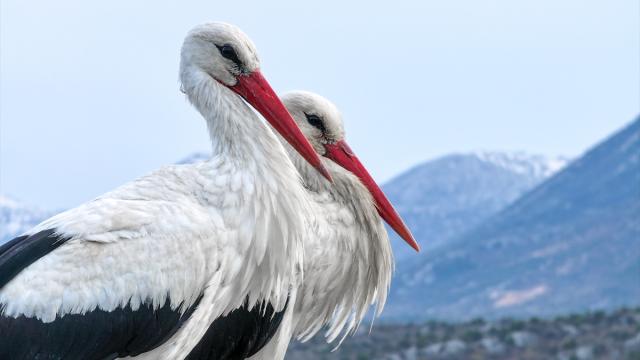 Leylekler Vadisi'nin konukları kuluçka döneminde birbirlerine destek oluyor