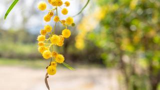 Antalya'da mimozalar çiçek açtı