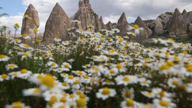 Kapadokya'da peribacaları baharda çiçeklerle buluştu