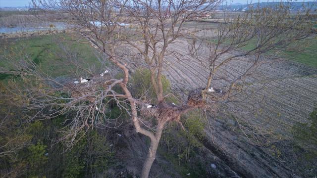 Evin bahçesindeki ağaçlar 12 leylek yuvasına ev sahipliği yapıyor