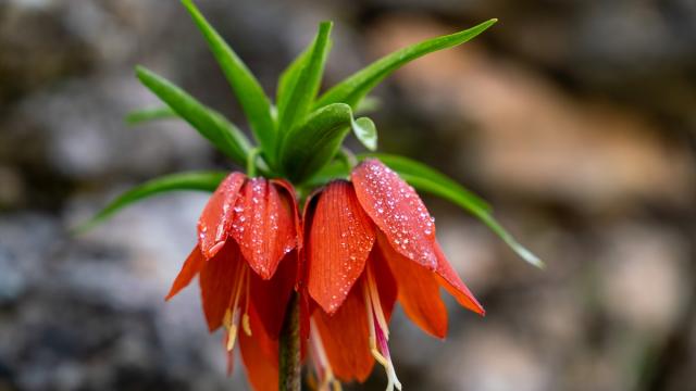 Adıyaman'da açan ters laleler doğayı renklendirdi