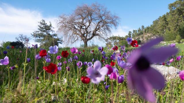 Antalya'da cennetten bir köşe: Yaylalık