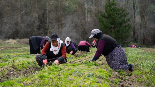 Yozgat'ta fidanlar kadınların elinde yeşeriyor