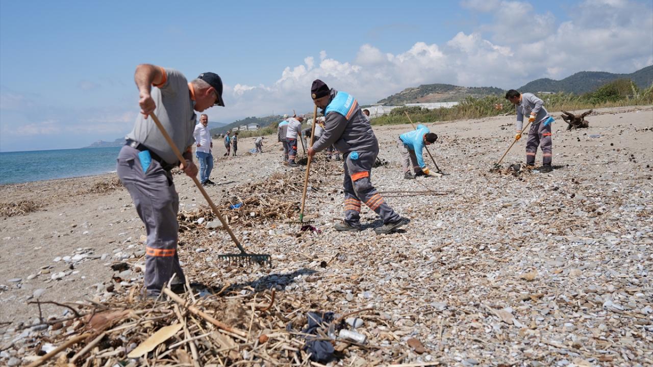 Alanya'da koruma alındaki kum zambakları ve caretta caretta yuvalama alanları temizlendi