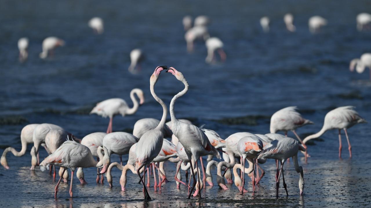"Ateşli silahla yaralanma oranı yüzde 15`e düştü"