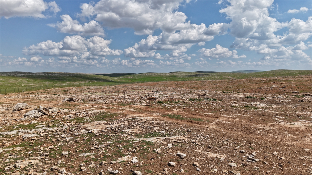 53 bin veriden model geliştirildi