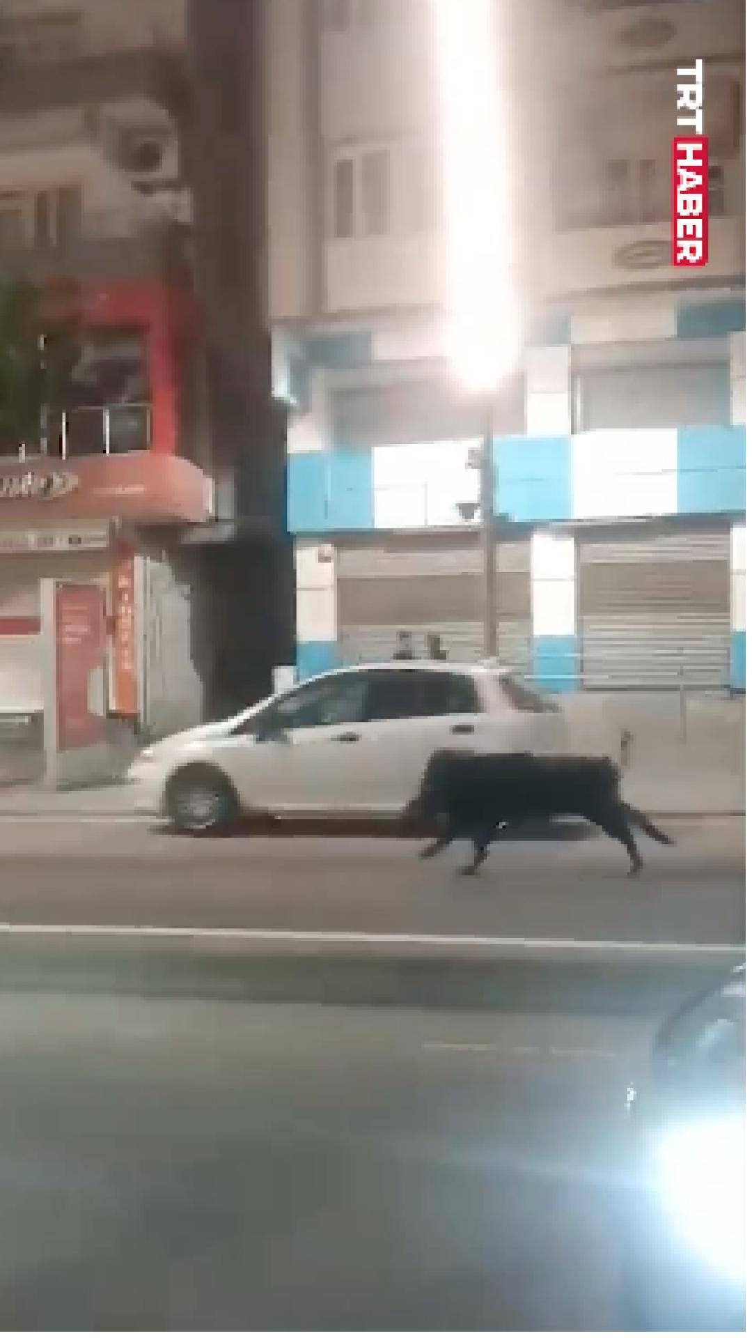 Batman'da yaban domuzu, vatandaşa çarptı