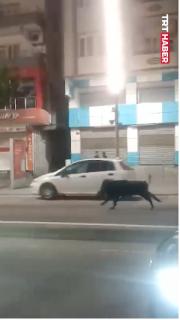 Batman'da yaban domuzu, vatandaşa çarptı