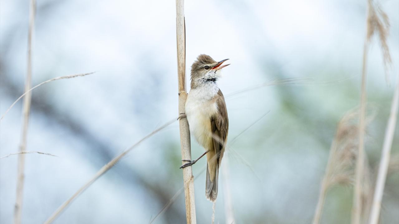 Büyük kamışçın