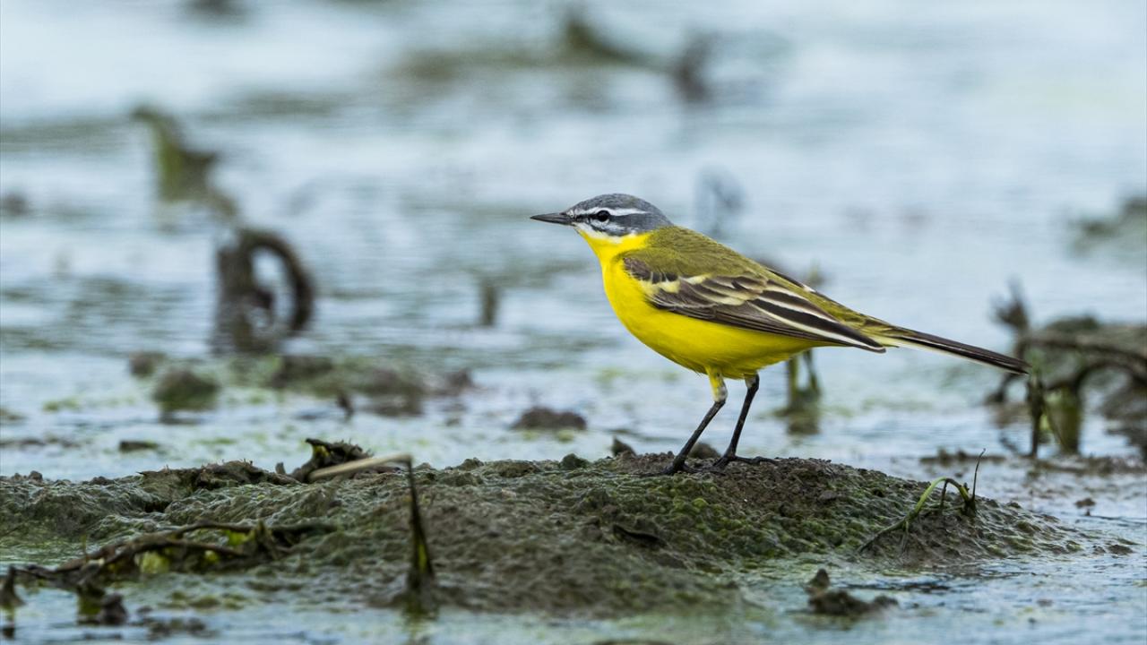 Sarı kuyruksallayan