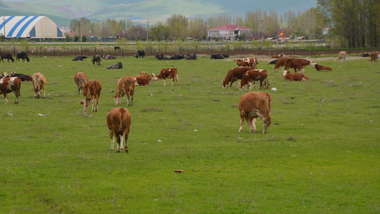 Yeşeren meralar hayvan sürüleriyle şenlendi
