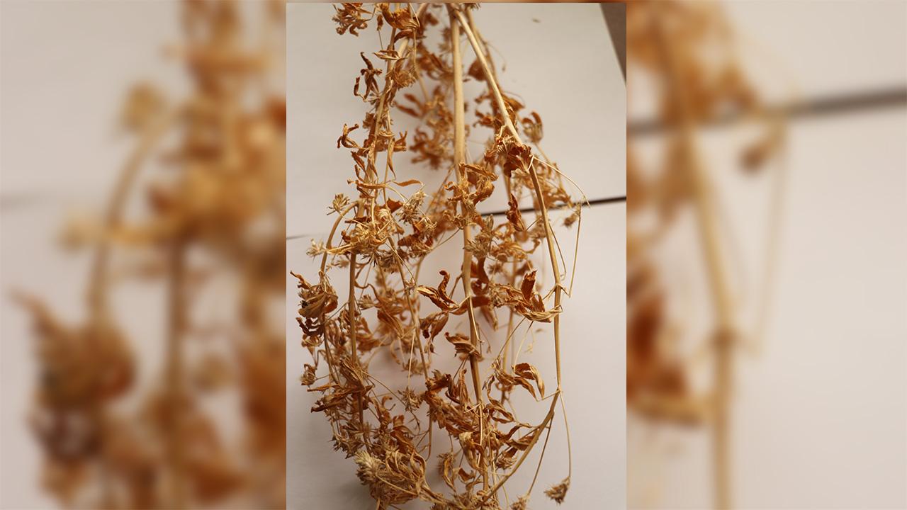 21 yıllık emekle geliştirilen “Ateş Mavisi” tescillendi