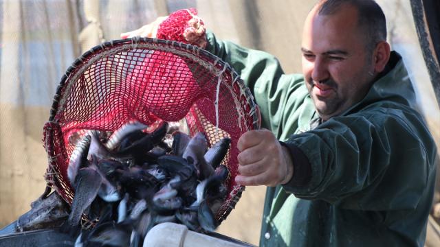 Çekerek Barajı'nın doluluk oranının artması balıkçılara umut oldu