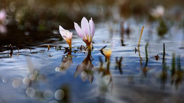 Bayburt'ta 'baharın müjdecisi' çiğdemler doğaya renk kattı