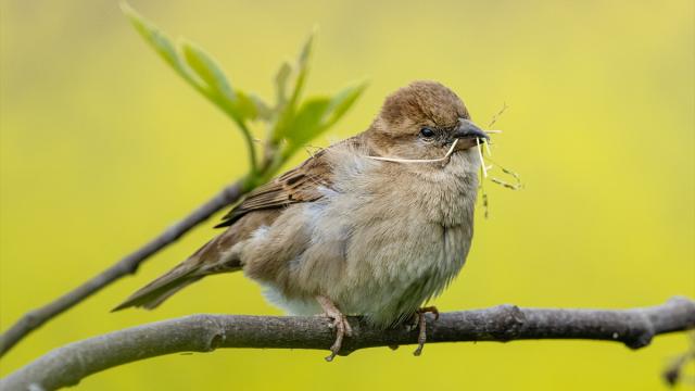 Bursa'nın sazlıklarında bahar hareketliliği