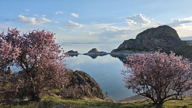 Bitlis'te çiçek açan badem ağaçları Van Gölü kıyısını renklendirdi