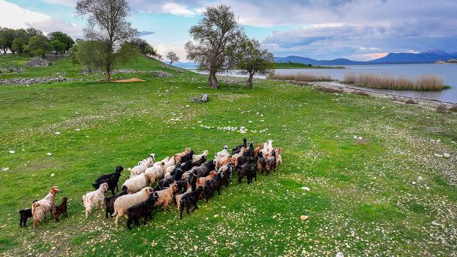Göl ortasında doğal mera: Çobansız hayvancılık