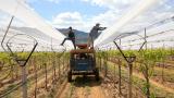 Üzüm bağları "dolu tülü" ile korumaya alındı