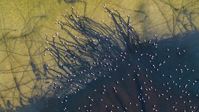 Düden Gölü’nde flamingoların görsel şöleni