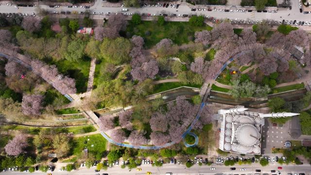 Gaziantep'te çiçek açan pavlonyalar parkları renklendirdi