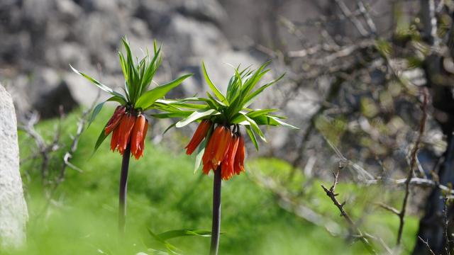 Hakkari'de canlanan doğa rengarenk çiçeklerle süslendi