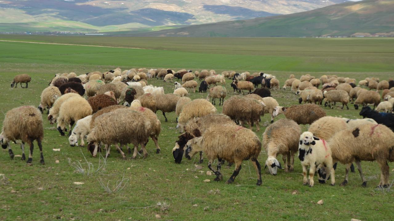 Yeşeren meralar hayvan sürüleriyle şenlendi