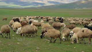 Yeşeren meralar hayvan sürüleriyle şenlendi