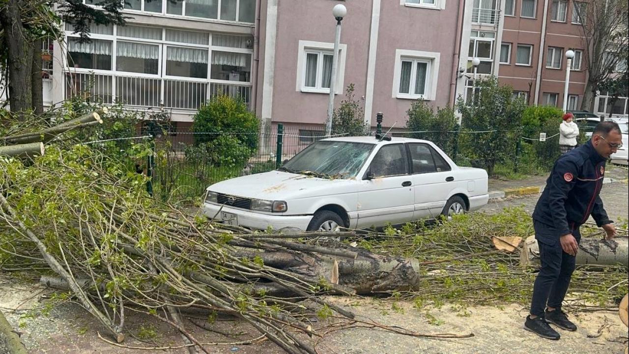 İstanbul'da şiddetli rüzgar nedeniyle ağaç devrildi