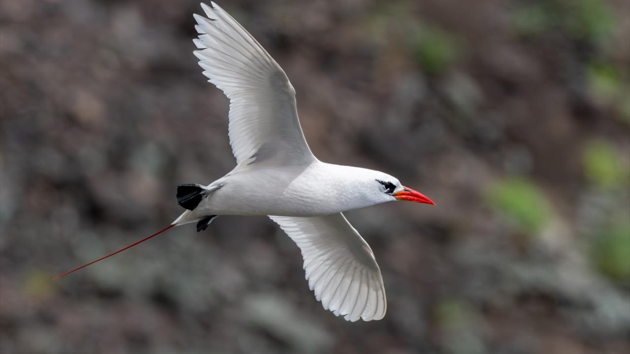 Kırmızı kuyruklu tropik kuşu Saint Helena Adası’nda gözlendi