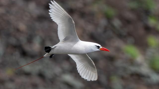 Kırmızı kuyruklu tropik kuşu Saint Helena Adası’nda gözlendi