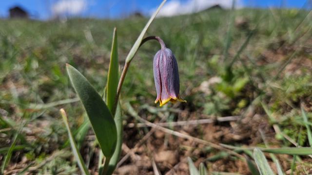 'Mahcup lale' çiçek açtı