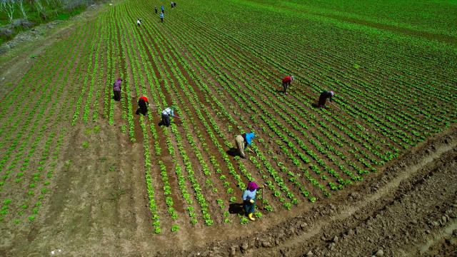 Hevsel bahçelerinde marul hasadı öncesi hazırlıklar başladı