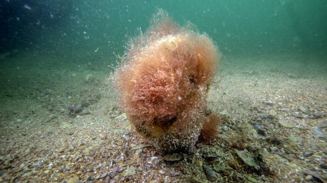 Denizlerin doğal temizleyicisi pinalar Tuzla'da bilimsel izlemede
