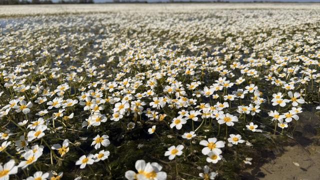 Samsun'da su papatyaları baharın güzelliklerini yansıtıyor