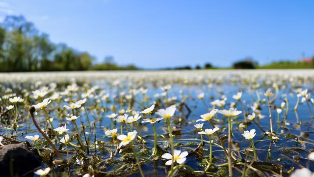 Su papatyalarıyla kaplanan delta hayran bırakıyor