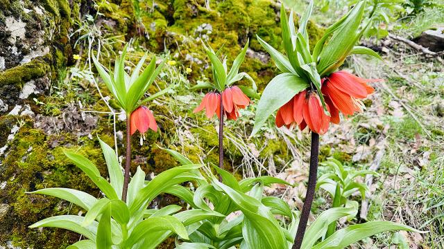 “Ağlayan gelin”ler Şemdinli’yi renklendirdi