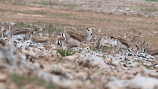 Urfa ceylanlarının envanteri yapay zeka desteğiyle çıkarılıyor