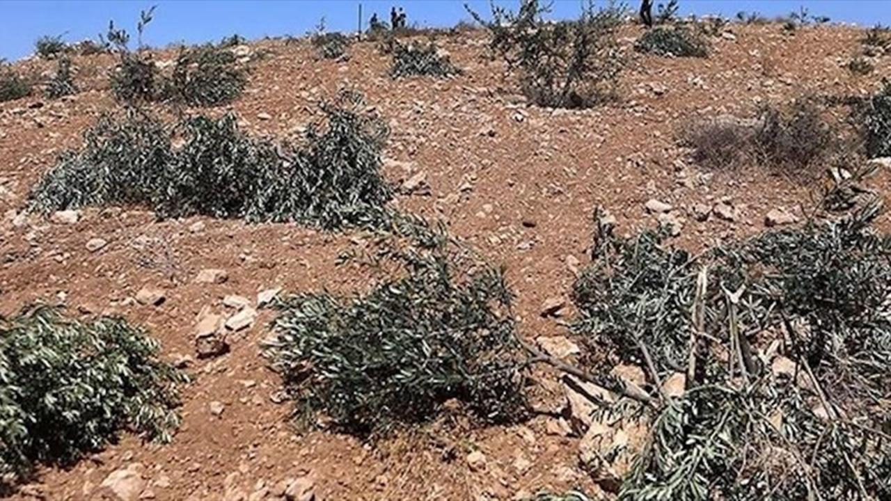 Ramallah’ta zeytinliklere saldırı: 200 ağaç söküldü