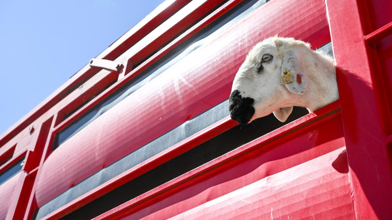 1 - Vekaletle kurban kesim vakti ne zaman başlar ve biter?