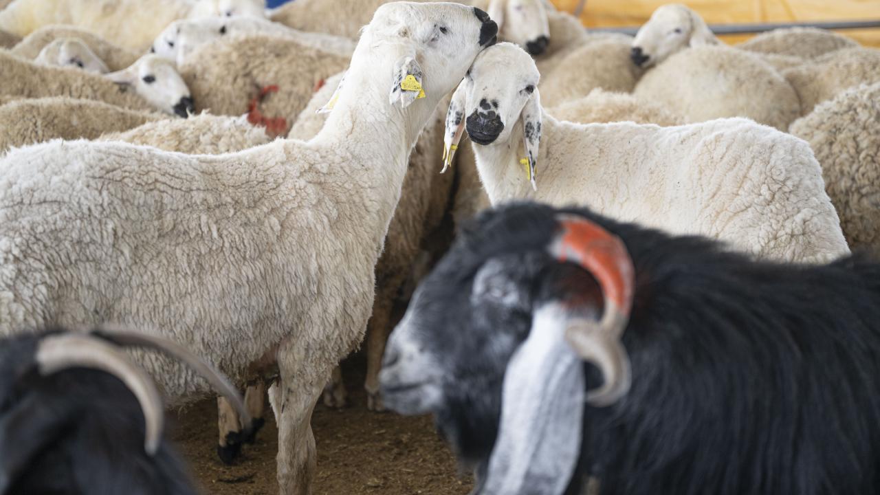 9 - Kurban etinin tamamı hissedarlara mı verilmeli?