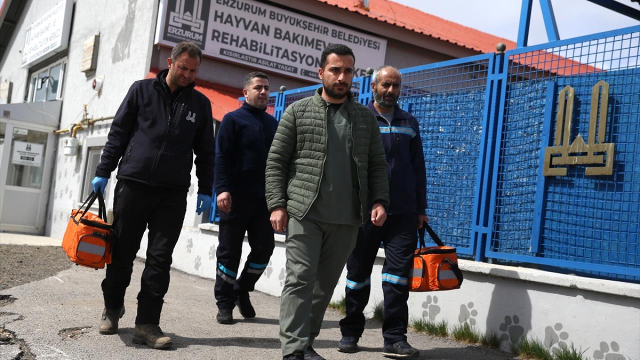 Hayvanlar bir yandan barınaklara yerleştirildi diğer yandan sahiplendirildi