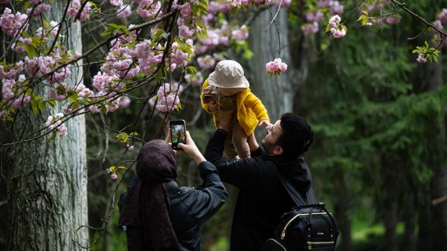 Başkent'te Sakura zamanı