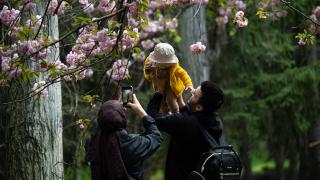 Başkent'te Sakura zamanı