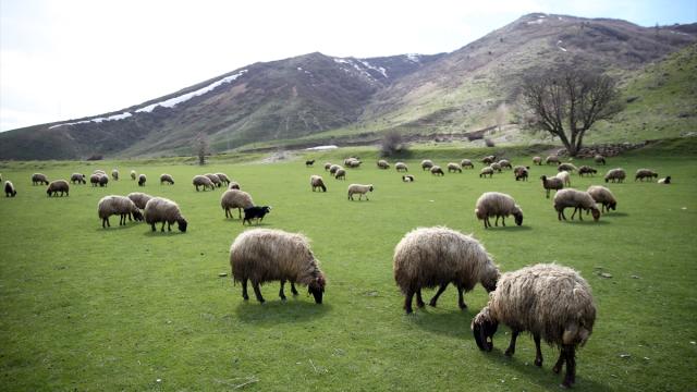Bitlis'in dağlarında kış, meralarında bahar yaşanıyor