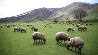 Bitlis'in dağlarında kış, meralarında bahar yaşanıyor