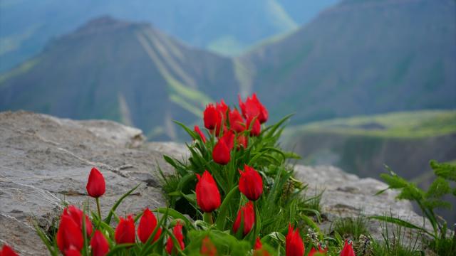 Hakkari'deki Sılo Yaylası lale ve çiçeklerle bezendi